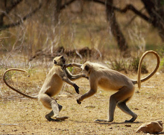 Two langurs squaring up on dry ground